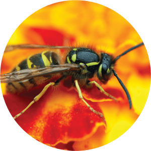 YELLOWJACKETS AND PAPER WASPS – Sacramento-Yolo Mosquito & Vector Control